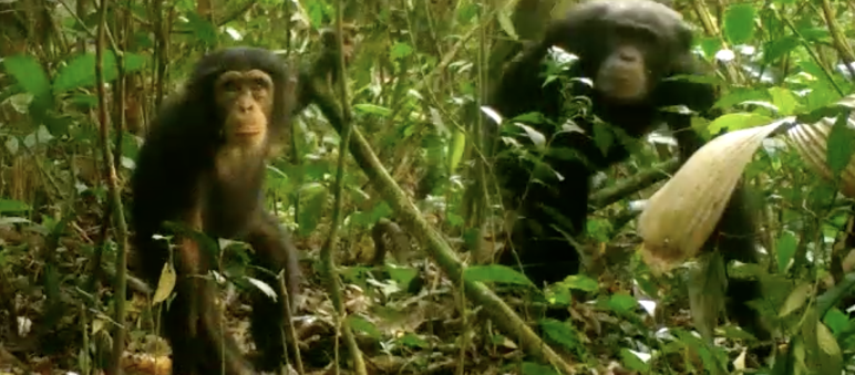 Chimpanzees in Grebo-Krahn National Park, Liberia