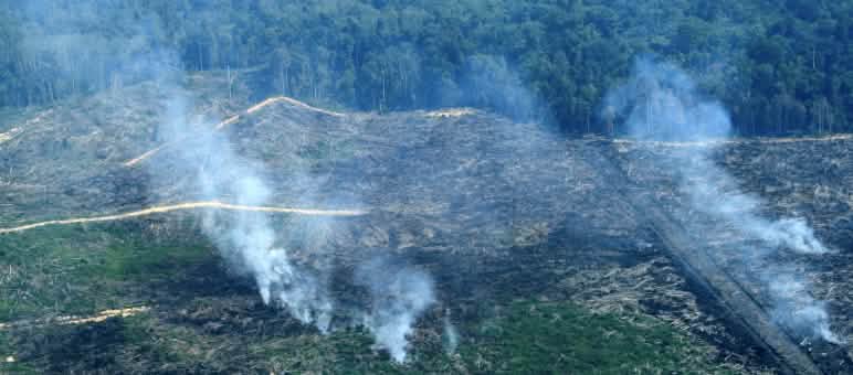 Slash-and-burn in the Tripa peat bog