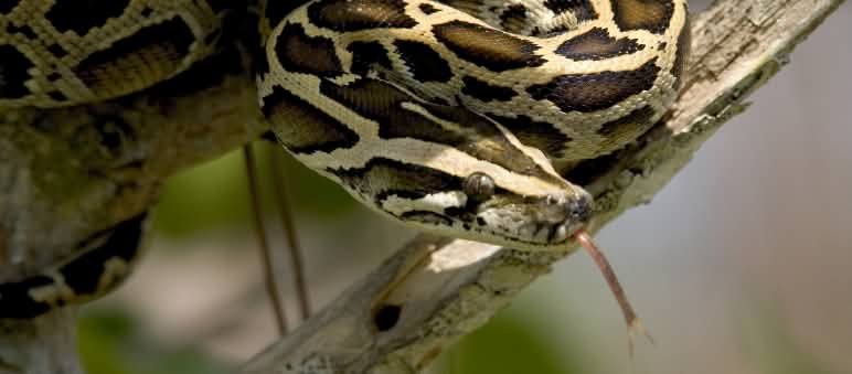 Burmese python in the Everglades, Florida