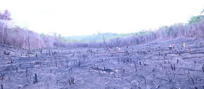 A burnt Cerrado landscape in Brazil