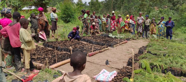 Villagers grow seedlings in a tree nursery and plant them