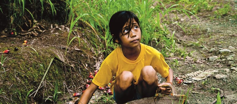 Rainforests are more important than palm oil plantations
