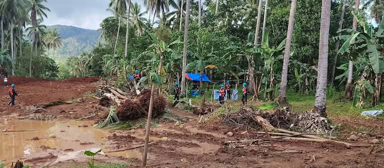 Coconut plantation being destroyed with palms that have been uprooted