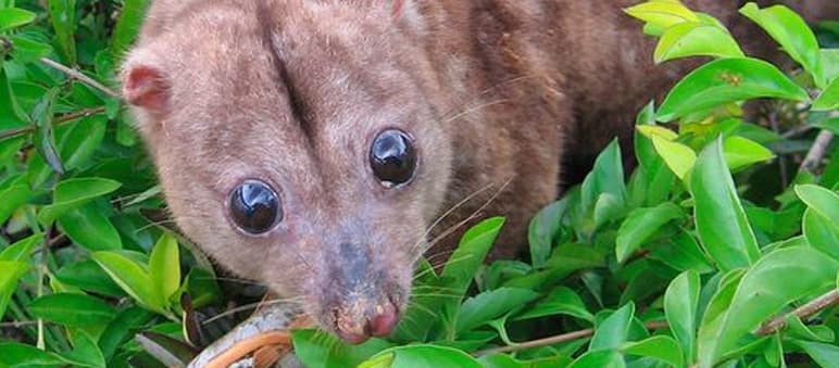 Woodlark cuscus: the rare marsupial is still threatened The Woodlark cuscus, a nocturnal marsupial