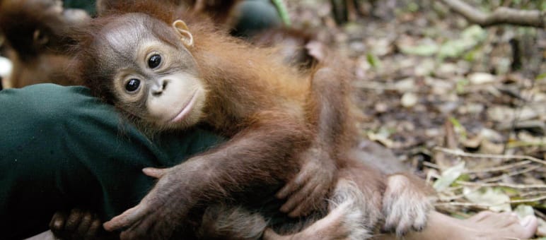 These orangutans need our protection
