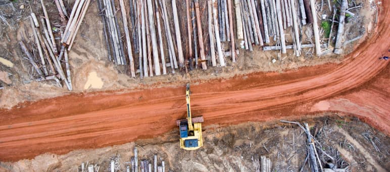 Korindo has cleared rainforests for oil palm plantations in Papua. Aerial view: Clearing forest for Korindo oil palm plantations in Papua