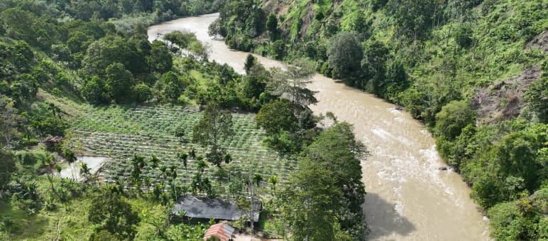 A drone photo showing a tree nursery and forest by the river