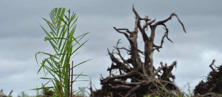 Malaysia’s forests are being destroyed for oil palms. Peat forest cleared for oil palm plantation in Sarawak, Malaysia