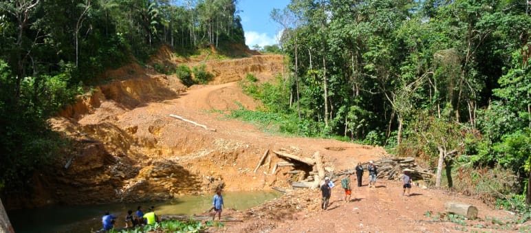 Logging companies often illegally cut roads into forests on indigenous land Clearing for logging road