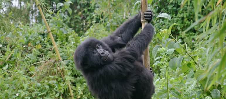 A young mountain gorilla climbing bamboo