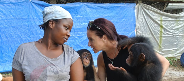Jenny Desmond and her staff care for chimpanzees Chimpanzee rescue center near Monrovia, Liberia