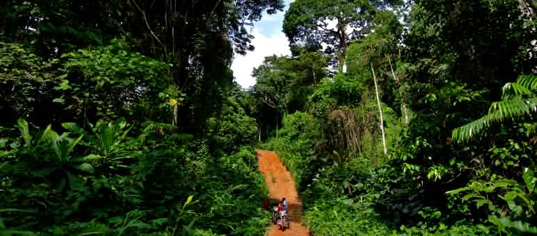 A jungle track through the rainforest in Cross River National Park