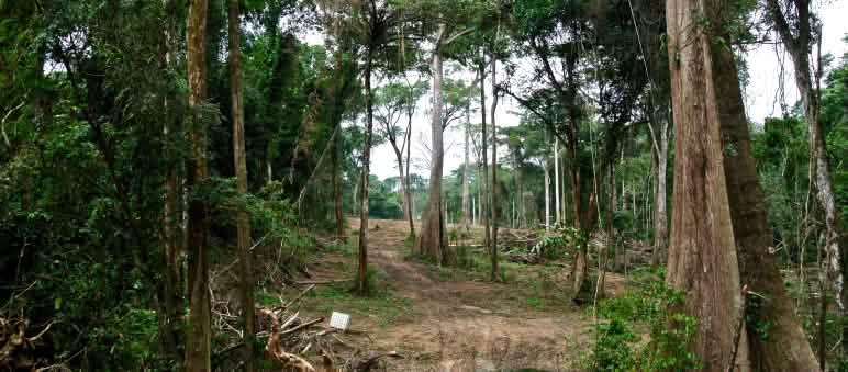 A swathe of rainforest is being cleared for Nigeria's superhighway folly A swathe of forest is being cleared for the superhighway