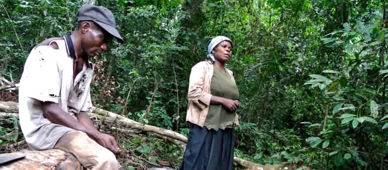 Gathering forest mangos Nigerian woman gathering forest mangos