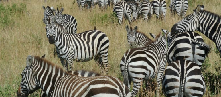 Zebras in the savanna