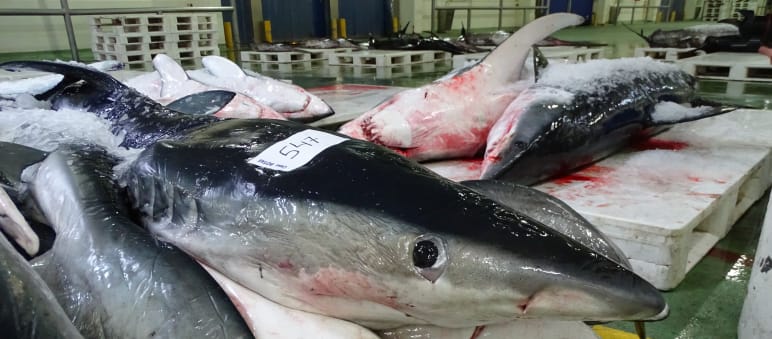 Dead sharks in a fish auction hall