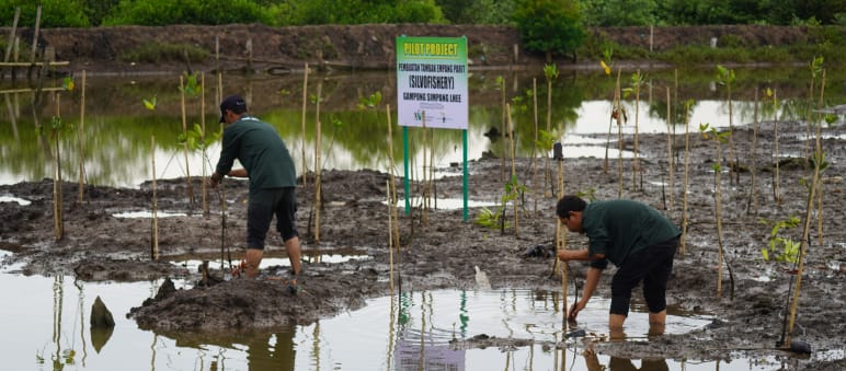 Two men planting mangrove seedlings in the swamp