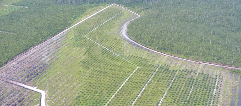The reality on Borneo: oil palm plantation on rainforest land Kalimantan oil palm plantation