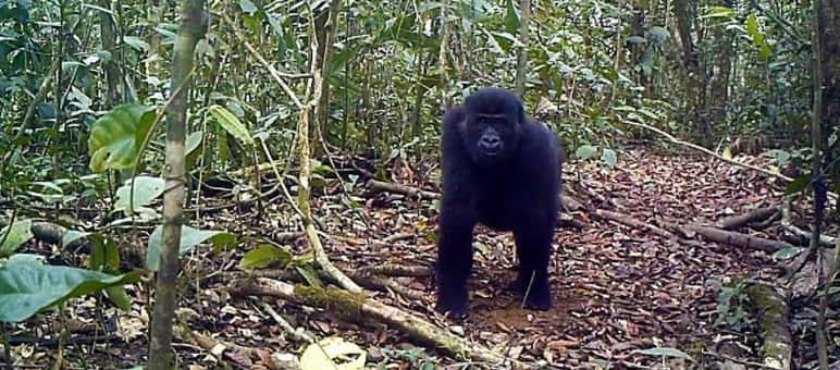 The gorillas in Ebo Forest are likely to be a distinct subspecies Gorilla in Ebo Forest, Cameroon