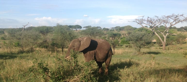 As their habitat is destroyed, elephants can become dangerous to humans. Elephant in Tanzania