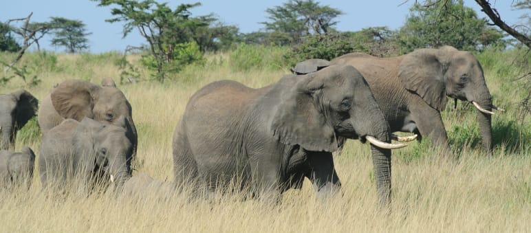 Herd of elephants in Serengeti