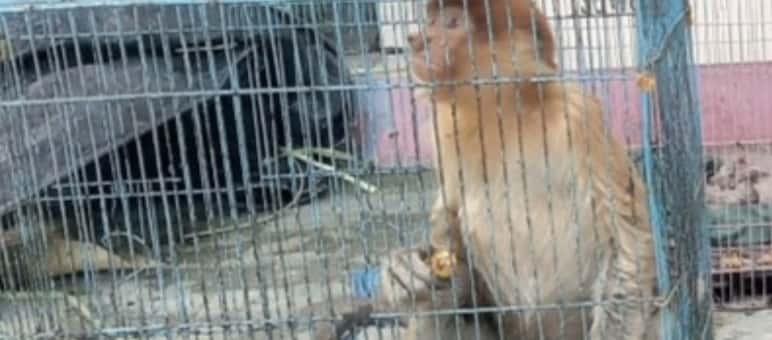 Proboscis monkey in a cage