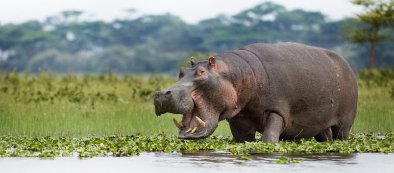 Hippos are listed as vulnerable by the IUCN. Hippo in Lake Naivasha