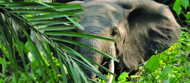 A young elephant in the Serengeti