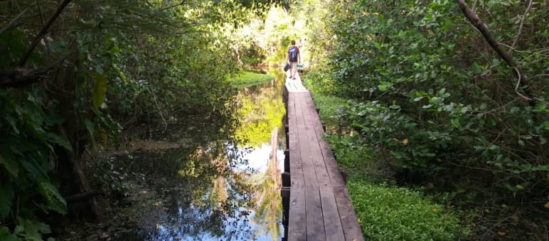 Wooden walkway in the water of a mangrove forest on Cajual Island