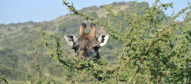 The face of a giraffe partly visible through a treetop