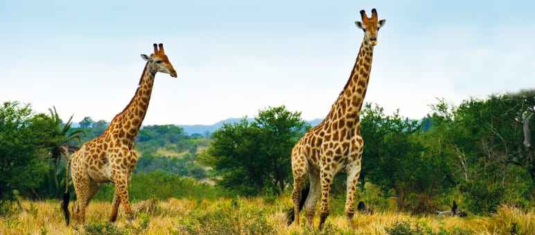 Oil drilling in Murchison Falls National Park and the pipeline through other protected areas endangers numerous wildlife species. Giraffes in South Africa