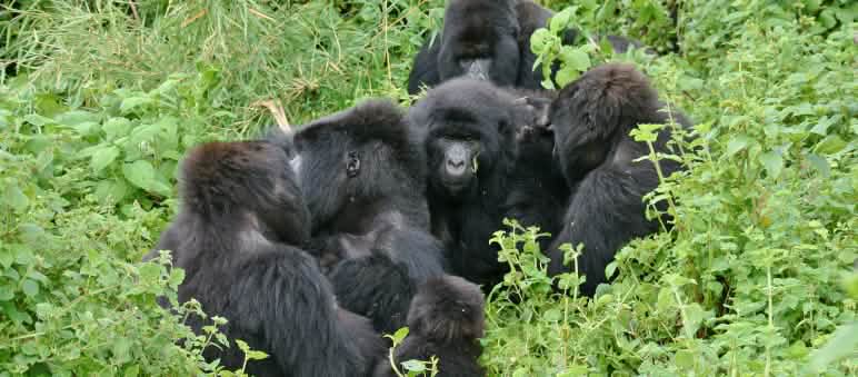 Gorillas in Virunga National Park, November 2021