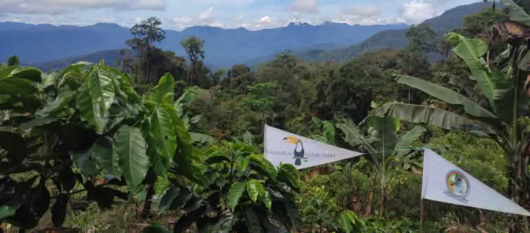 Hutan Hujan (Rainforest Rescue) and the Tigers of Pining work together to save the Leuser ecosystem.
