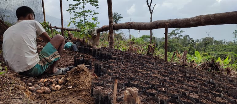 Thousands of seedlings are ready to heal the wounds in the forest A man working with seedlings