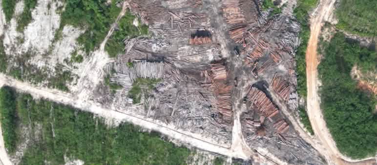 Timber stockpiled in a clearing
