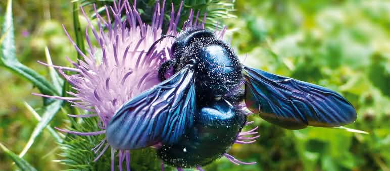 carpenter bee