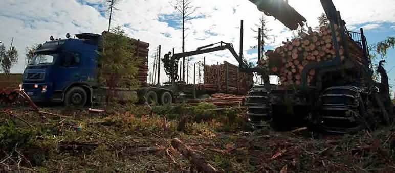 Ikea’s logging of Karelian forests will soon be a thing of the past