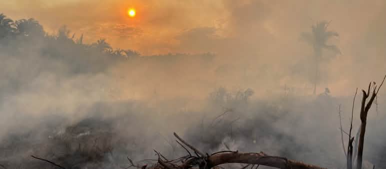 A fallen, charred tree in a smoke-shrouded area of the rainforest