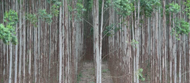 Tree plantation in Brazil Eucalyptus tree plantation