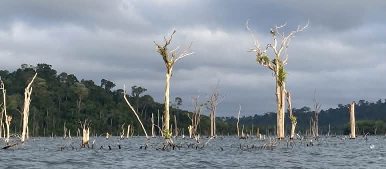 The trunks of dead trees rise from the water of a reservoir