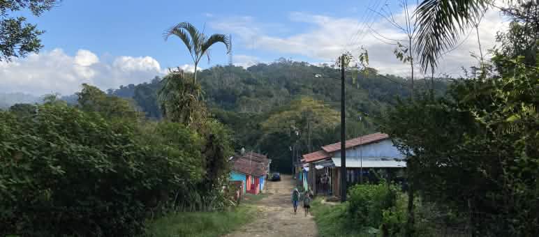 Houses along a track in the rainforest