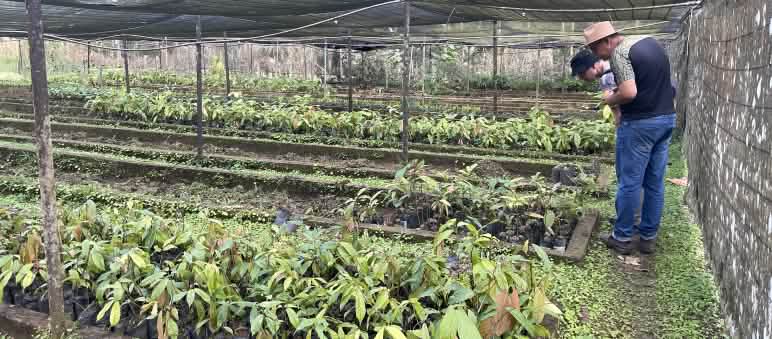 Two people inspecting cocoa seedlings standing in plant bags on the floor of a greenhouse