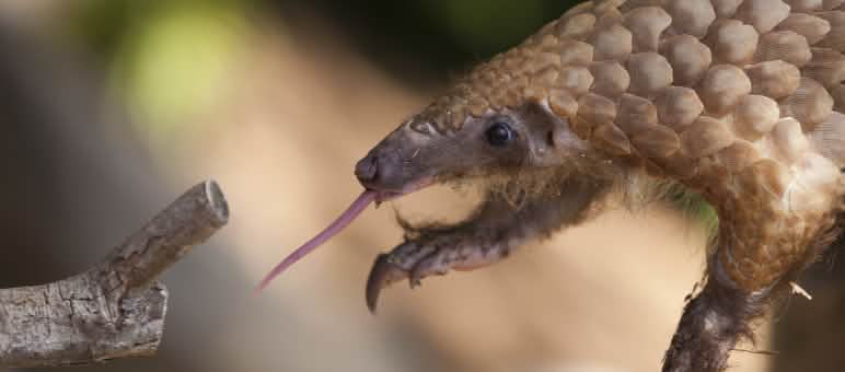 Pangolins are being poached to satisfy demand for their meat and scales in Asia Pangolin