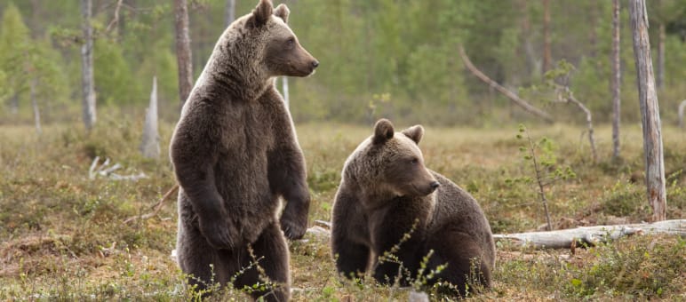 Illegal logging is destroying the forests of brown bears