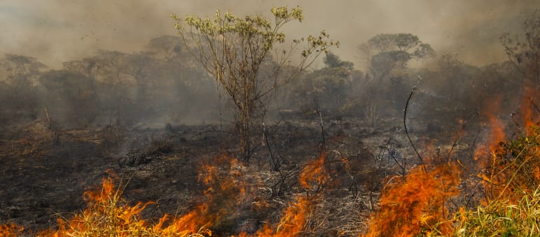 Well over 70,000 forest fires are raging in Brazil alone. Venezuela and Bolivia are also impacted. Forest fire in Brazil