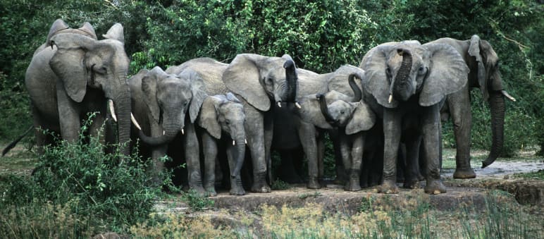 Sri Lankan elephants Elephants Murchison-Falls-Nationalpark, Uganda