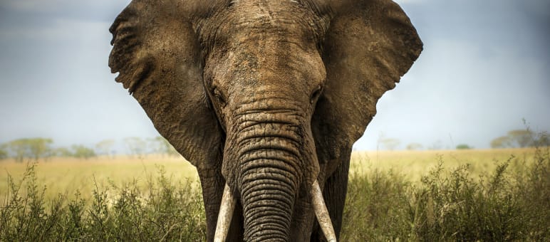 The rarer and more impressive the animal, the more desirable for the hunter. An African elephant