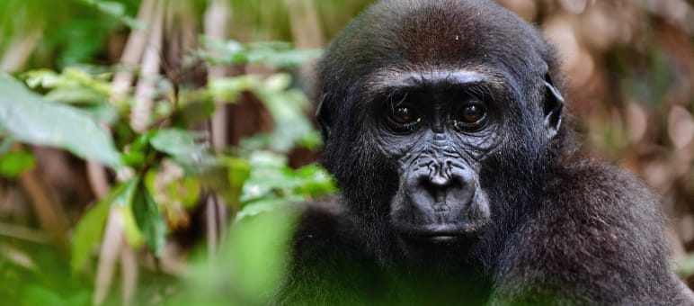 Lowland gorillas live in the Conkouati-Douli National Park Western lowland gorilla (Gorilla gorilla gorilla)