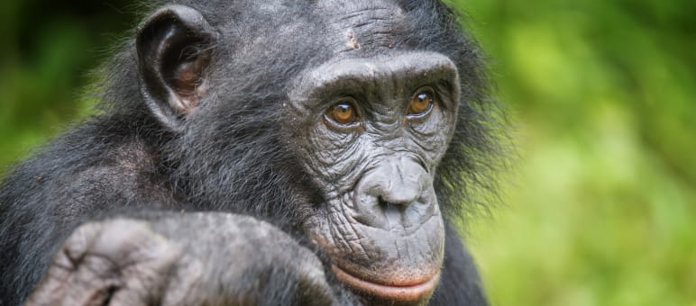 The habitat of bonobos, one of the four great ape species, must be preserved Bonobo