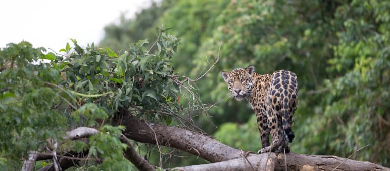 A jaguar looks toward the camera from a fallen tree trunk in the rainforest